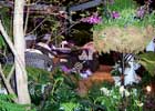 Show Gardens slide 2 thumbnail